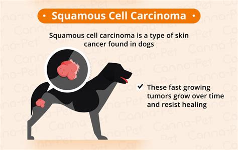 Squamous Cell Carcinoma Dog