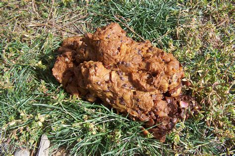 What Your Dogs Poop Tells You All About Dogs