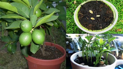 Comment Planter Un Citronnier En Pot étape Par étape Jardin Et