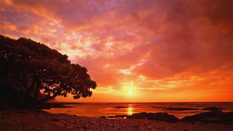 Tree And Rocks Near Seashore Under Cloudy Sky During Sunset Hd Sunset