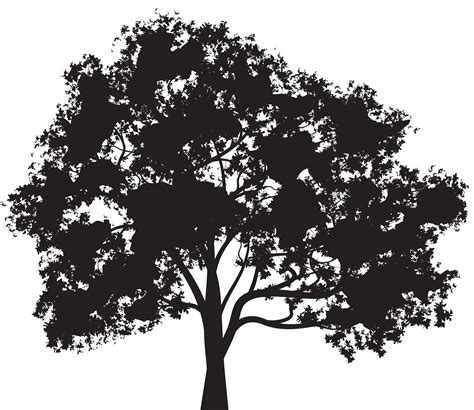 Tree Silhouette Clip Art Oak Png Download 80006936 Free