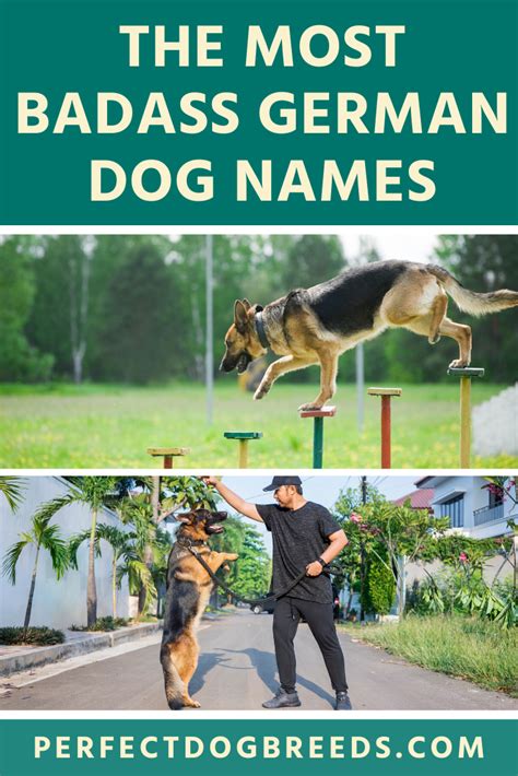 Badass German Dog Names In 2021 Dog Names German Dog Names German Dogs