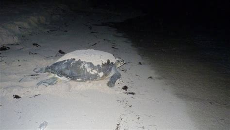 Sunset Royal Resort In Cancun Releases Baby Sea Turtles