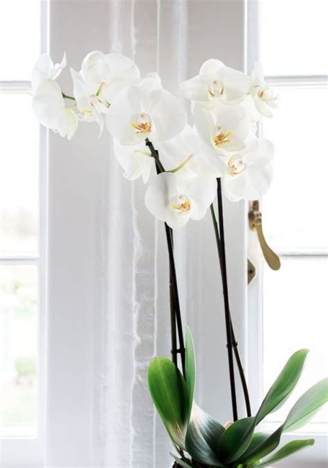 How Do I Keep An Orchid Alive Everything You Need To Know