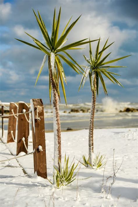 Palm Trees In The Snow Stock Image Image Of Light Carpathian 84278853