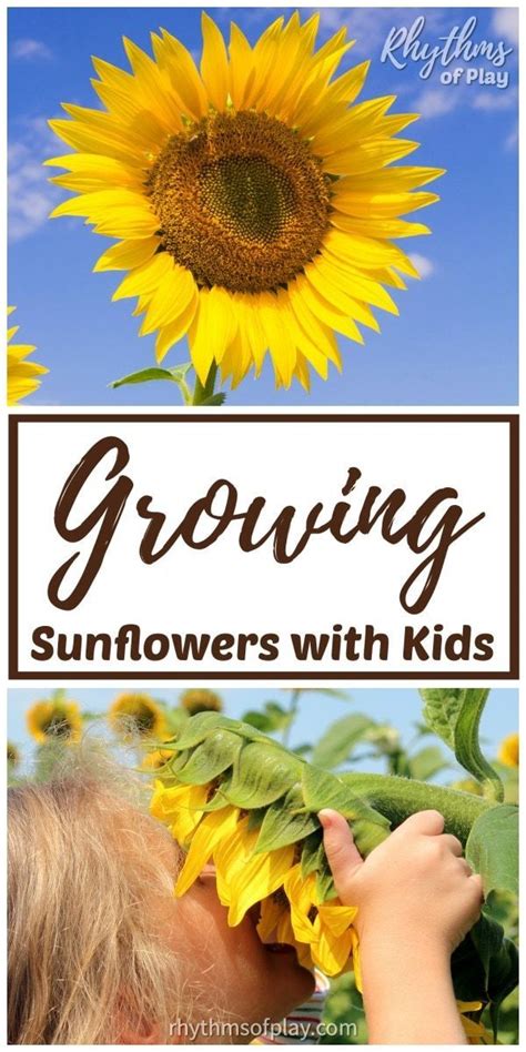 Growing Sunflowers With Kids Rhythms Of Play Growing Sunflowers