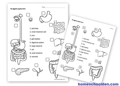 digestive system hands  activities esophagus stomach small