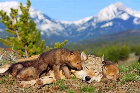 White Wolf Wolf Pups Snuggle Up To Their Mothers In The Wild 22 Pics