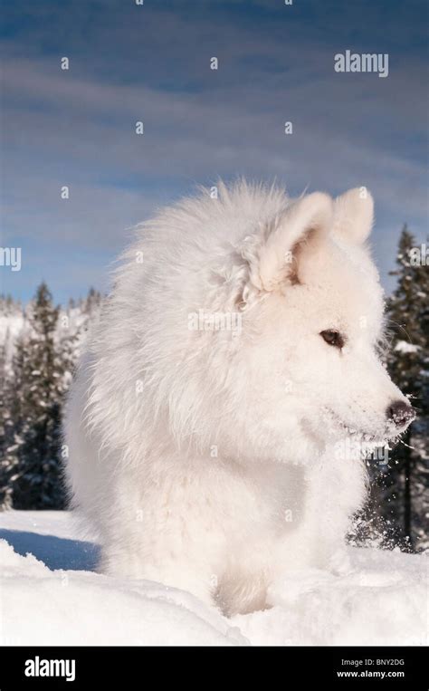 Samoyed Head Hi Res Stock Photography And Images Alamy