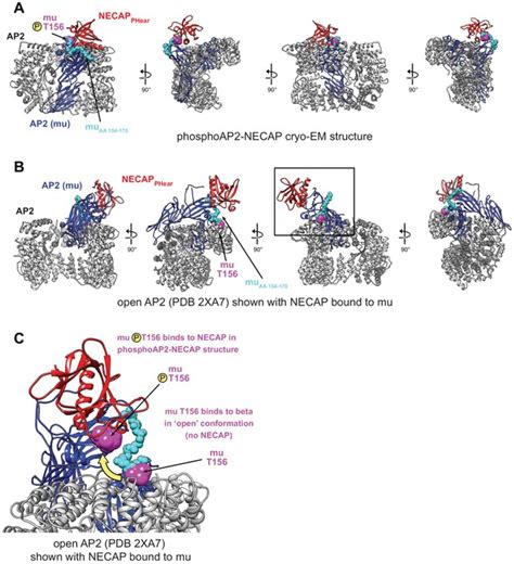 Figures And Data In A Structural Mechanism For Phosphorylation