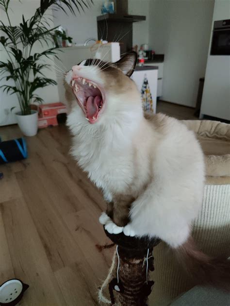 Just My Cat Majestically Yawning From His Throne Cats