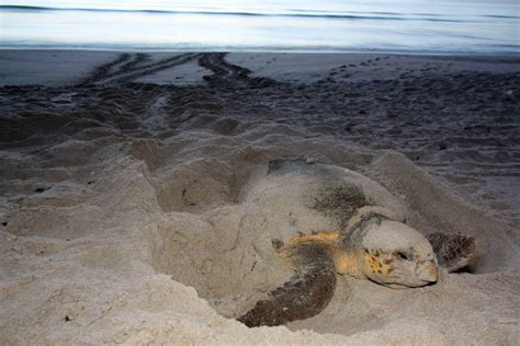 Sea Turtle Nesting Season In Southwest Florida Must Do Visitor Guides