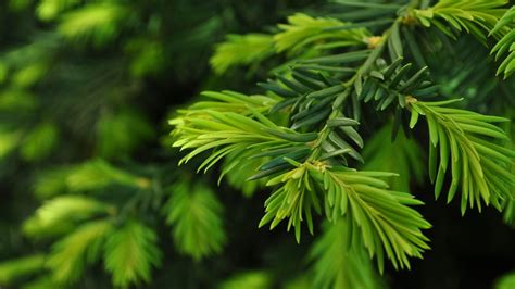 Green Nature Trees Christmas Trees Pine Trees Wallpapers Hd