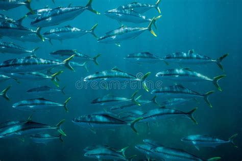 A School Of Yellowtail Amberjack King Fish In Natural Light Stock Photo