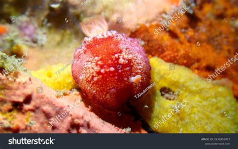 Nudibranchs Sea Slugs Underwater Macro Muck Stock Photo 2132853417