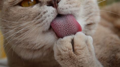 7 Facts About Cat Tongues Purrfect Love