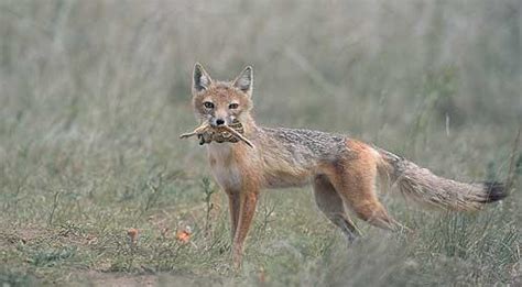 Swift Fox Vulpes Velox Furbearer Gallery Furharvesting Hunting