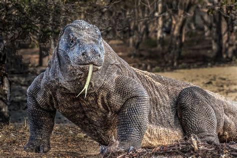 This Is The Largest Living Lizard In The World A Komodo Dragon They