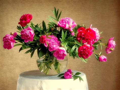 Hd Wallpaper Photography Still Life Flower Peony Pink Flower Vase