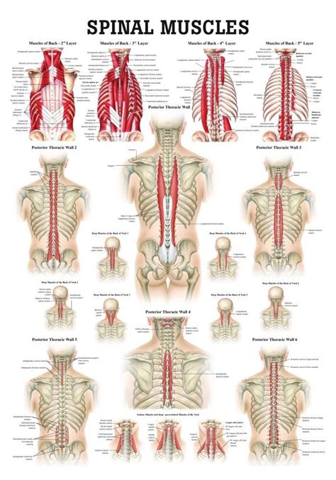 Muscles Of The Spine Laminated Anatomy Chart Yoga Anatomy Massage Images