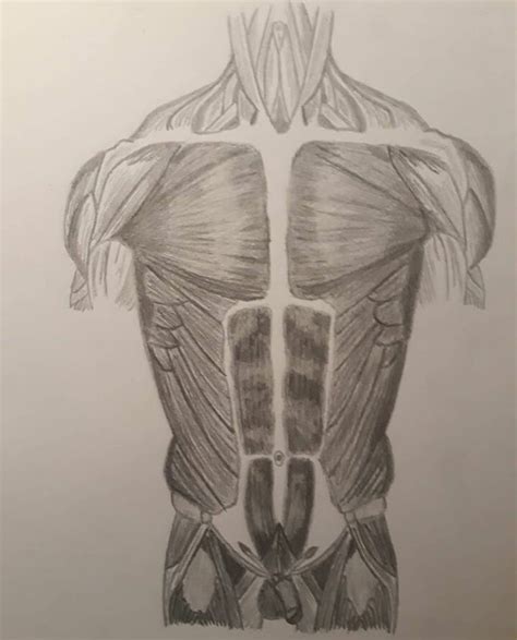 Artstation Anatomical Drawings