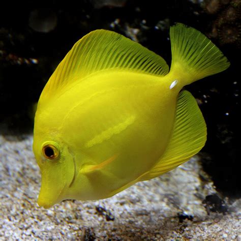 Yellow Saltwater Fish Tanks Ocean Dwellers Ocean Animals