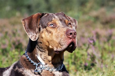 Luxury Show Me Pictures Of A Catahoula Dog Cat Picture