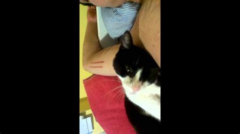 Cat Vs Armpit Youtube