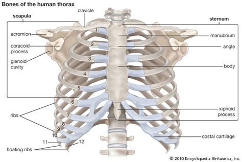 Thoracic Cavity Labeled