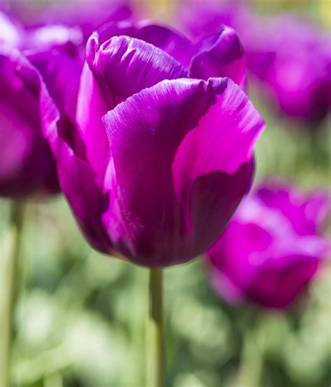 The turkish people who originally bred the flower considered it a symbol of paradise on earth, making it a part of many religious and secular. All the Prettiest Things About Purple Tulips
