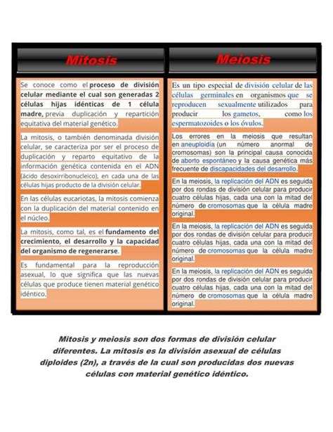 Cuadro Comparativo Mitosis Y Meiosis Udocz