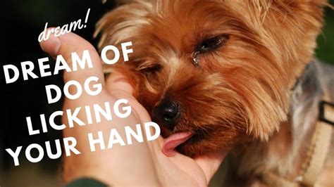 What Does A Dog Licking Your Hand Mean