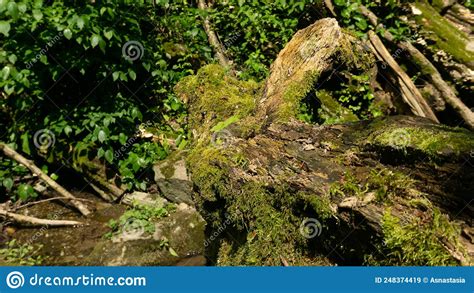 An Old Fallen Tree Covered With Moss Lies In A Forest Surrounded By