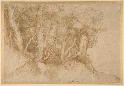 Titian Tiziano Vecellio Group Of Trees The Metropolitan Museum Of
