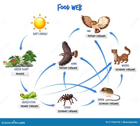 Concepto De Diagrama De Cadena Alimentaria Ilustración del Vector Ilustración de comestible
