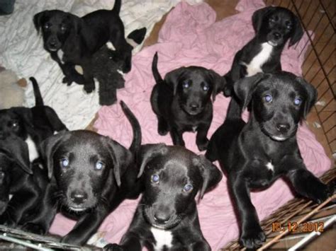 No wonder it's so popular! Pet of the Week: Litter of Black Lab Puppies - Caldwells ...