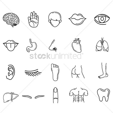 Collection Of Human Body Parts Vector Image 1522643