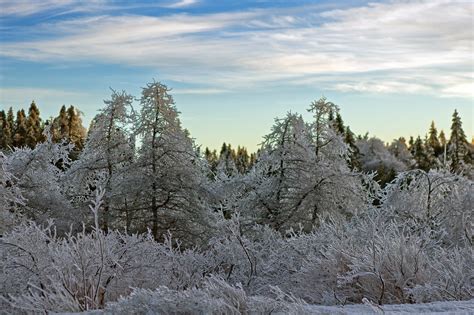 Free Photo Ice Covered Trees Beauty Steam Park Free Download
