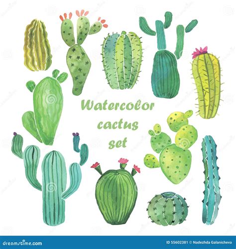 Watercolor Cactus Set Stock Vector Illustration Of Nature 55602381