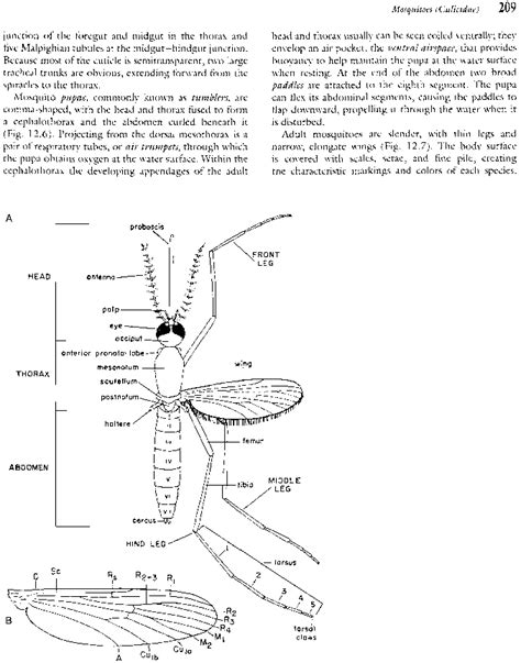 Anal Cills Black Flies Insectomania