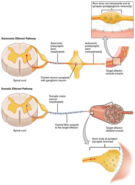 Lerne hier alles über ihre anatomie, aufbau, bänder und klinik! Nervensystem: Aufbau, Funktionsweise und Erkrankungen