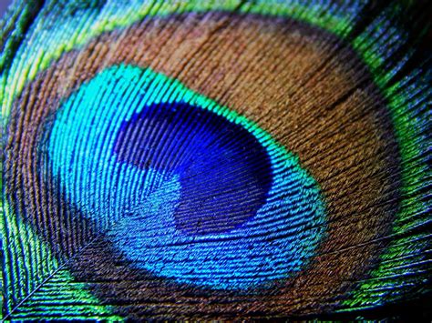 Peacock Feather Macro 9 Peacock Feathers Background Feather