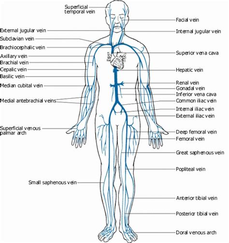 Veins And Arteries Of The Body Diagram Google Search Body Diagram Arteries And Veins