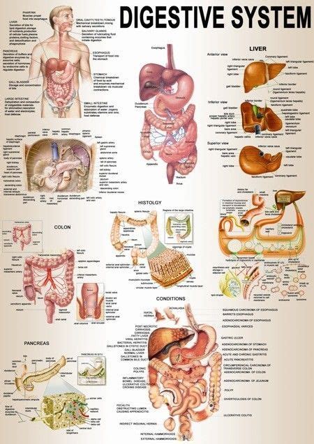 Pin By Cristina Sanchez On Educacion Medical Anatomy Human Anatomy