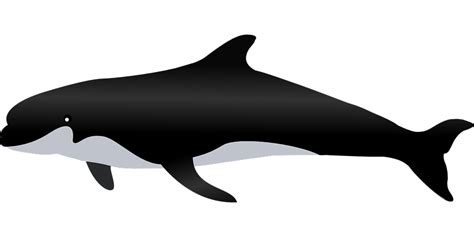 Killer Whale Png Transparent Image Download Size 960x480px