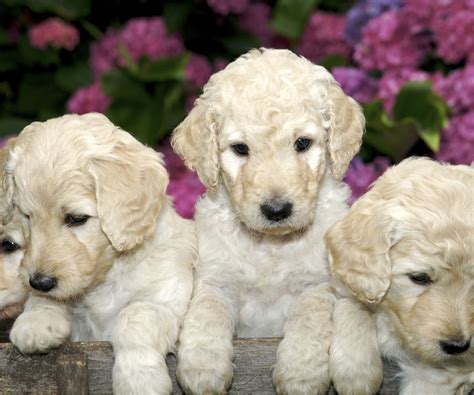 Whatever term you like to use to describe puppies, they are truly incredible animals that are much more than just pets. Labradoodle Puppies For Sale In Texas | Goldendoodle Texas
