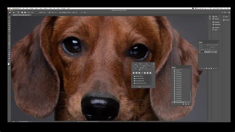 Dachshund Retouch By Rolf Flor Youtube