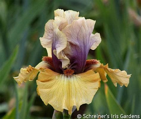 Desert Moth Tall Bearded Iris