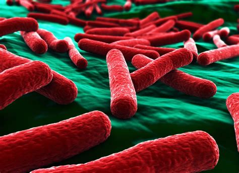 Causes Symptoms And More Information About E Coli Infections Plusvitality