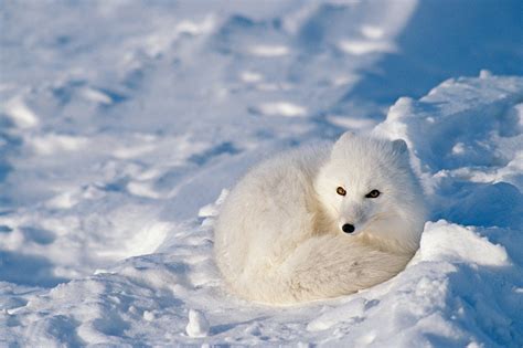 Animals In Winter Wallpapers High Quality Download Free